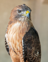 Red Tail Hawk