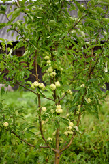 Colonoid apple tree