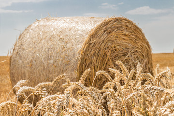 Wheat Ears with Hay Bales in the Background