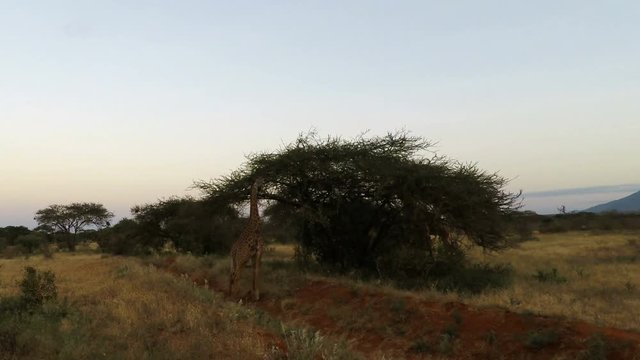 wild living giraffes in kenya