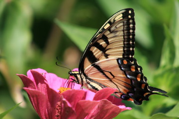 yellow butterfly 4