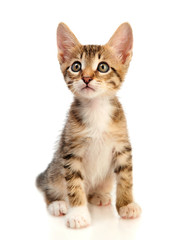 Kitten on a white background