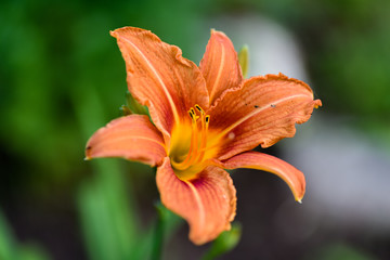 Flower Daylily Orange
