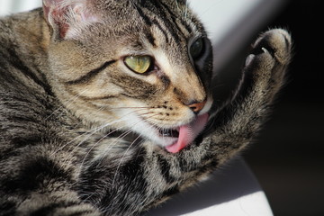 Obraz premium banho de gato