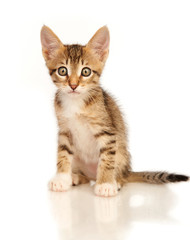 Obraz premium Kitten on a white background