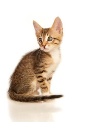 Fototapeta premium Kitten on a white background