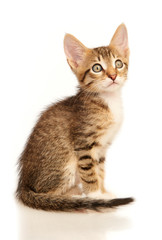 Kitten on a white background