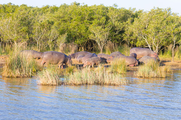 Naklejka na ściany i meble Herd of hippos sleeping, Isimangaliso Wetland Park, South Africa
