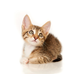 Fototapeta premium Kitten on a white background