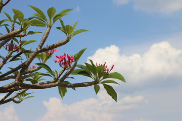 Plumeria flowers.