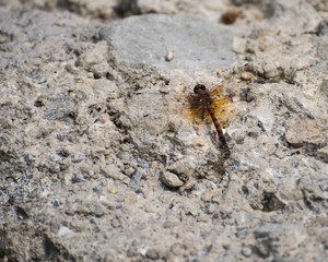 Dragon Fly