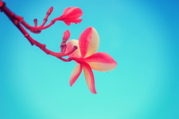 Tropical plumeria,drop water - instagram filter