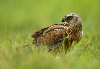 Marsh harrier (Circus aeruginosus) - male