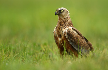 Marsh harrier (Circus aeruginosus) - male