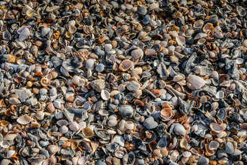 Beach of solid seashells