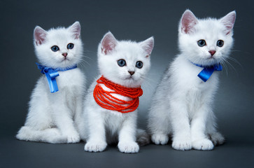 Kitten of the British breed. Rare coloring - a silvery chinchilla