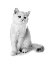 Kitten of the British breed. Rare coloring - a silvery chinchilla