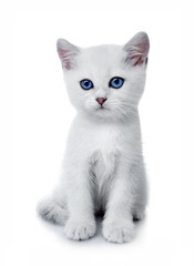 Kitten of the British breed. Rare coloring - a silvery chinchilla