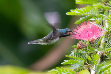 Hummingbird(Trochilidae)Flying gems ecuador