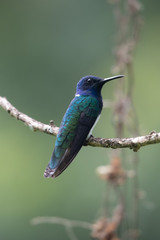 Hummingbird(Trochilidae)Flying gems ecuador