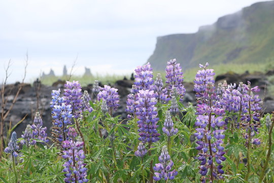 Close up of purple lupines with black sand beach of Vik, Iceland in the background