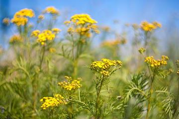 Fototapeta premium Yellow summer wildflowers. 