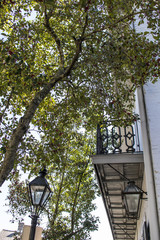 Beautiful Tree with Red Berries Reaching over onto a Traditional Balcony in the French Quarter of New Orleans, Louisiana, USA