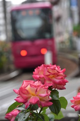 薔薇
