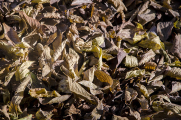 Hojas secas, concepto de otoño 