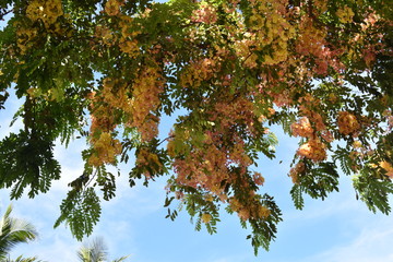花
