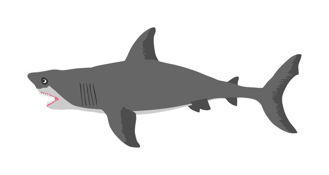 Shark vector illustration isolated on white background.