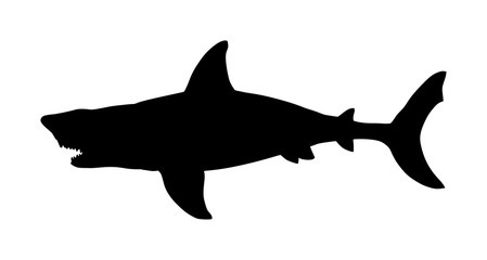 Shark vector illustration isolated on white background.