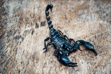  Extreme Macro close up the Giant Forest Scorpion (Heterometrus) with Black Background nature background