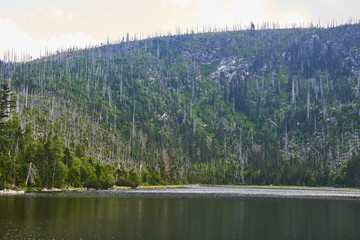 Plesne lake in Sumava national park (Bohemian Forest) in Czech republic