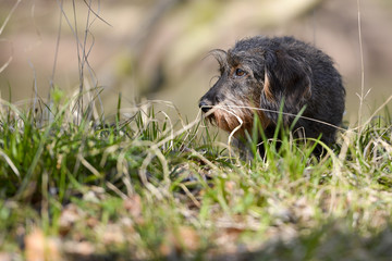 Rauhaardackel auf Wiese