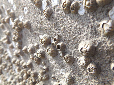 Closeup of barnacles on post at dock.