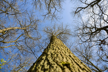 Blick in die Baumkrone eines Baumes im Wald.