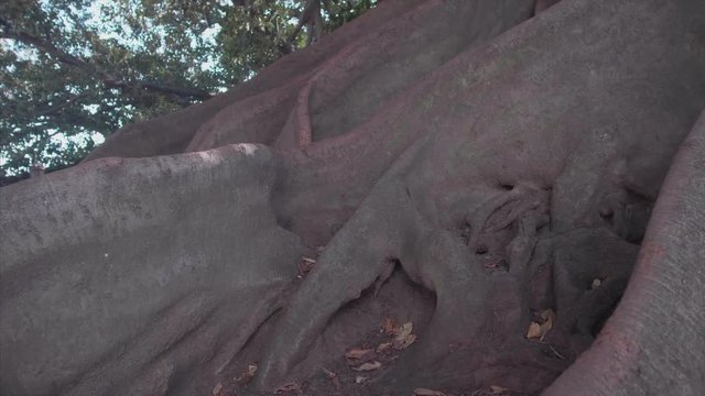 The bigest tree on buenos aires