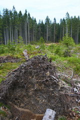 Dead and felled trees attacked by a bark beetle in a forest near the Plesne lake in the Sumava National Park (Bohemian Forest)
