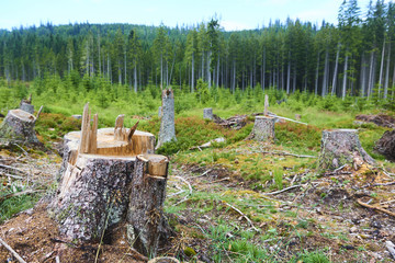 Dead and felled trees attacked by a bark beetle in a forest near the Plesne lake in the Sumava...