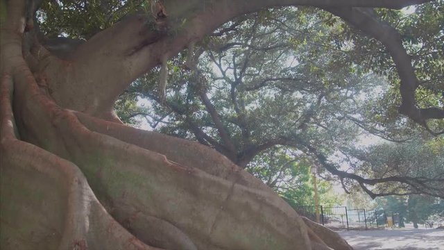The bigest tree on buenos aires