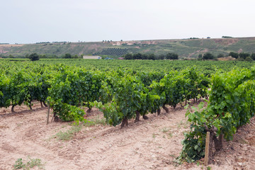 Fototapeta na wymiar Summer vineyard in La Rioja, Spain. Shot in August.