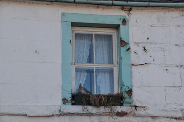Fototapeta na wymiar the window with a wooden frame of blue against the white house. On the window-sill a pigeon made a nest.