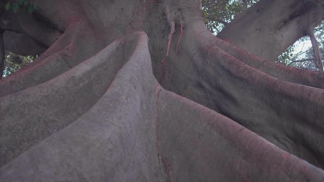 The bigest tree on buenos aires