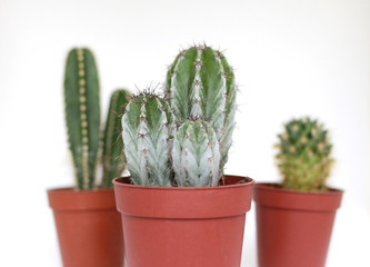 Several Cacti in orange planters, isolated on white background, a beehive cactus, a Mexican Fencepost Cactus and a Tree Cactus.