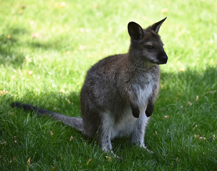 canguro