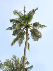 Fototapeta na wymiar Coconut tree over blue sky.