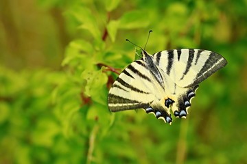 Detail of yellow colored, swallowtail butterfly, Iphiclides podalirius, with black stripes, blue and orange spots, sitting on a green leaf, blurry green background