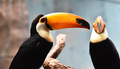 Fototapeta premium toucan
