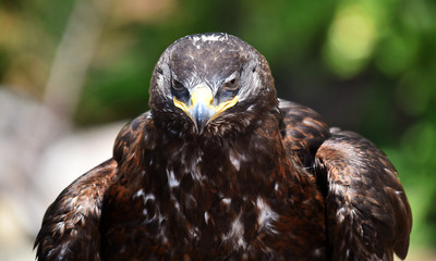 EAGLE